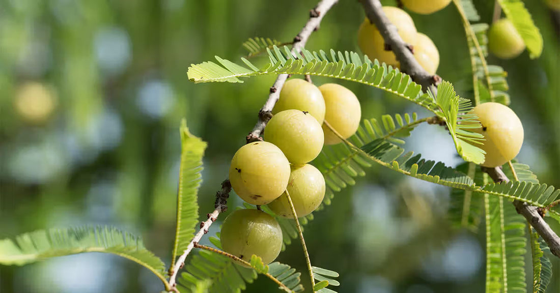 Amla: The Superfruit That Boosts Immunity, Energy & Overall Wellness