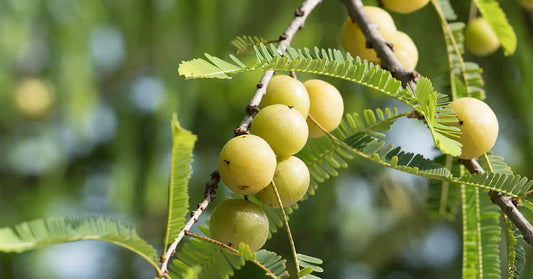 Amla: The Superfruit That Boosts Immunity, Energy & Overall Wellness