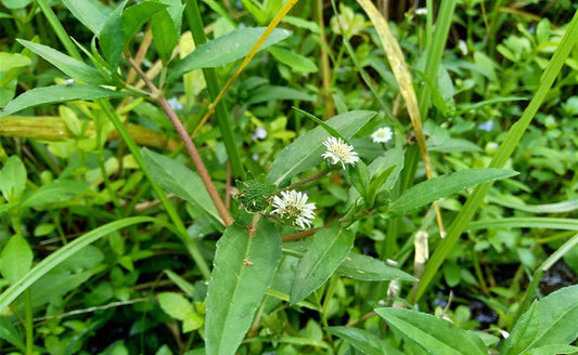 Bhringraj