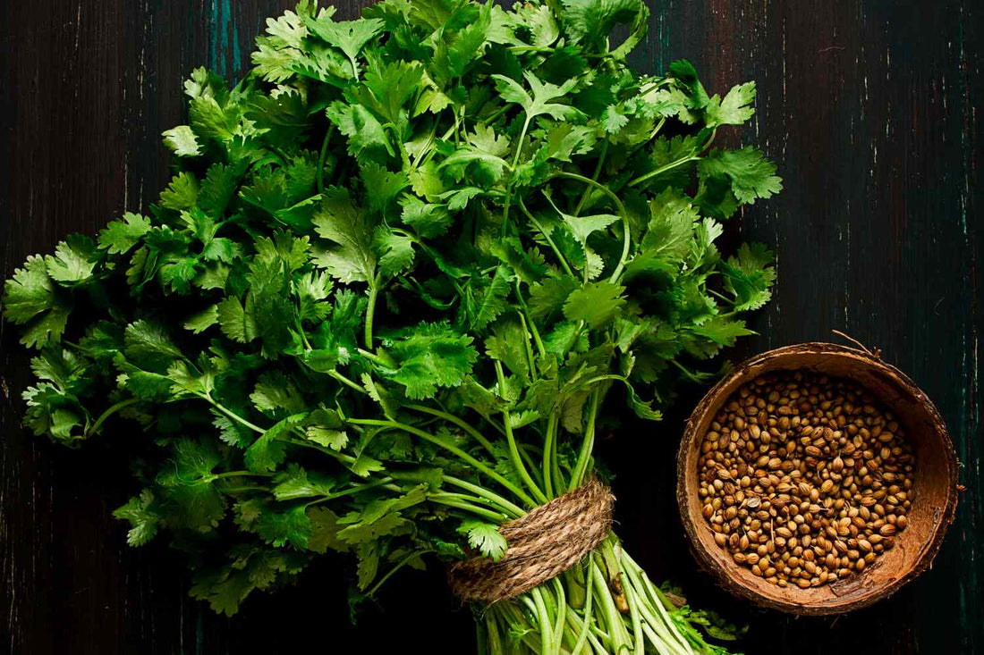 Coriander: A Natural Herb for Health, Cooking & Everyday Wellness