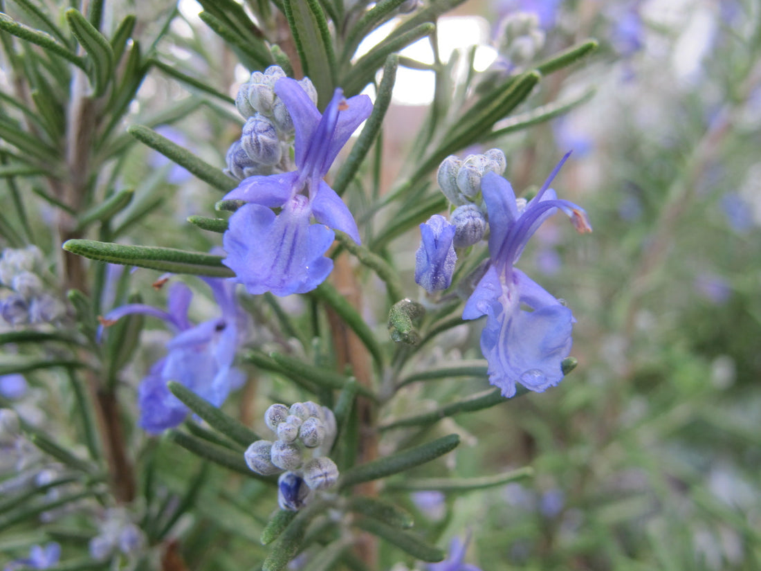 Rosemary : Health Benefits, Uses