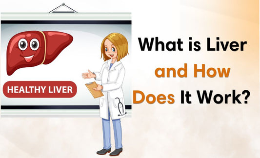 What is Liver and How Does It Work? | Functions, Importance