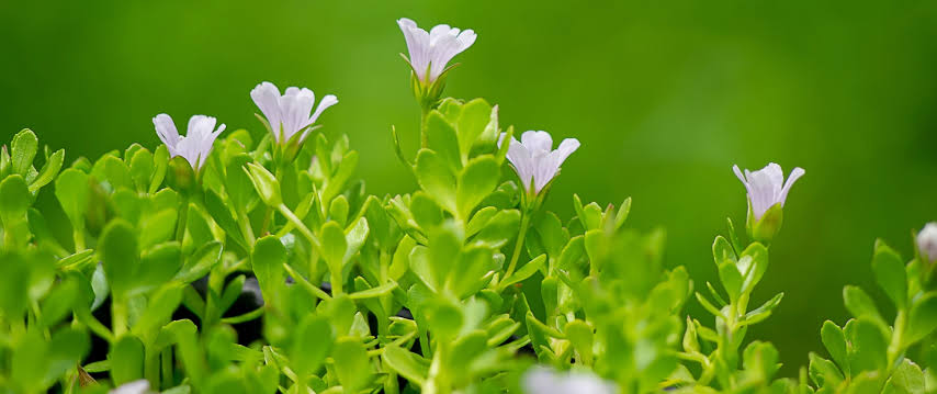 Bacopa Monnieri 