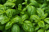 Basil: Benefits, Uses, Types, Nutrition & Home Remedies