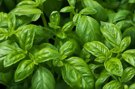 Basil Benefits