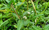 Bhringraj: Nature’s Secret for Healthy Hair & Wellness