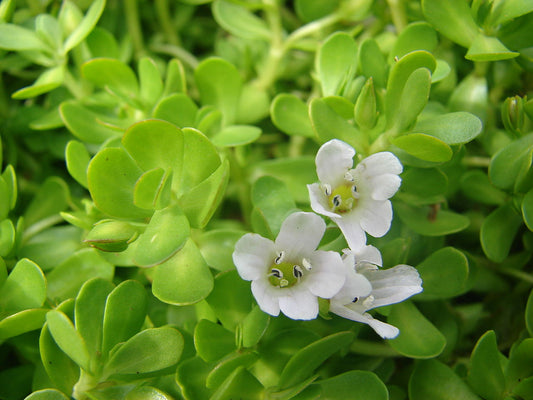 How Brahmi Herb Helps Australians Improve Focus and Memory
