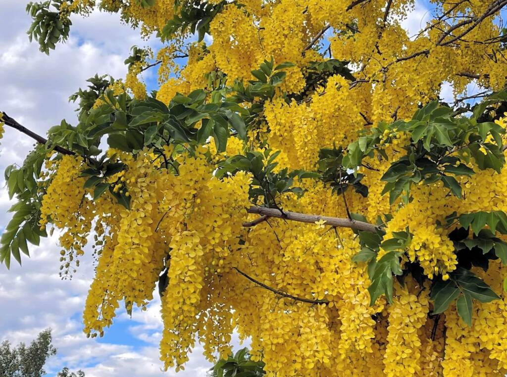 Cassia Fistula tree image
