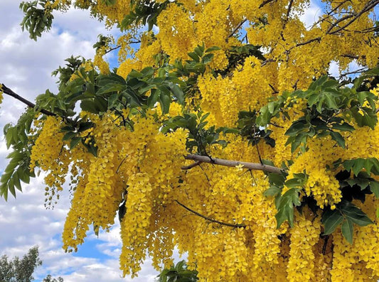 Cassia Fistula tree image