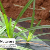 Nutgrass (Cyperus rotundus): A Comprehensive Guide for Australia, England, and New Zealand