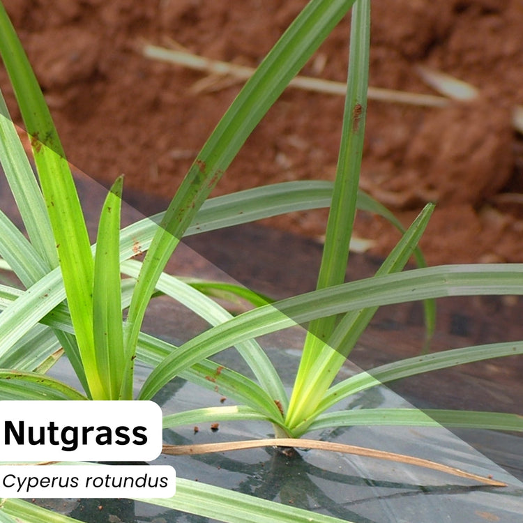 Nutgrass (Cyperus rotundus) Impacts Australia, England, and New Zealand