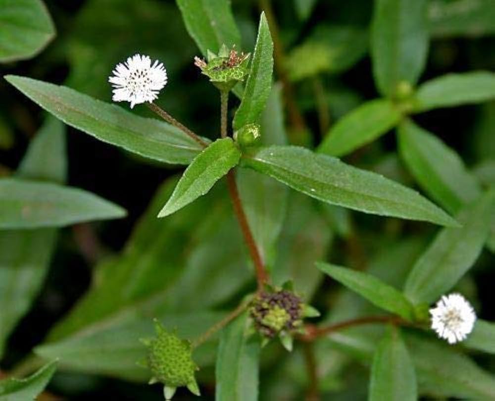 Eclipta Alba herb plant used in Ayurveda for hair health and liver support