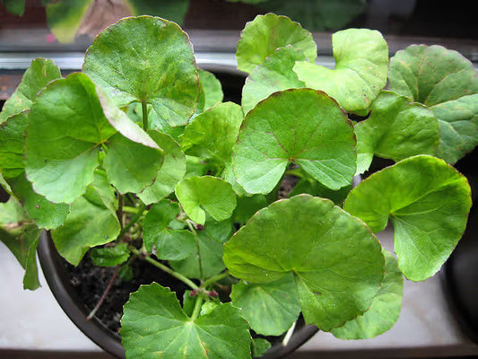 Gotu Kola (Centella asiatica) herb leaves