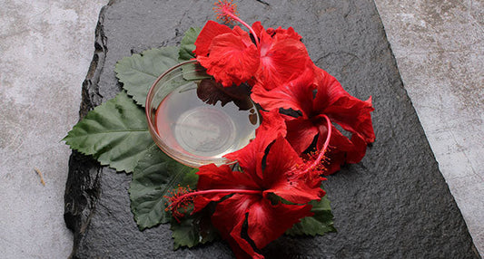 Hibiscus