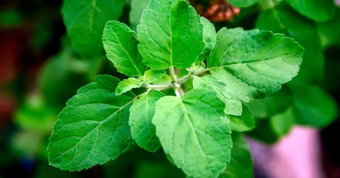 Holy Basil