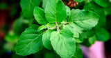 Holy Basil (Ocimum sanctum): Benefits, Uses, Side Effects & Dosage – How to Use It Daily