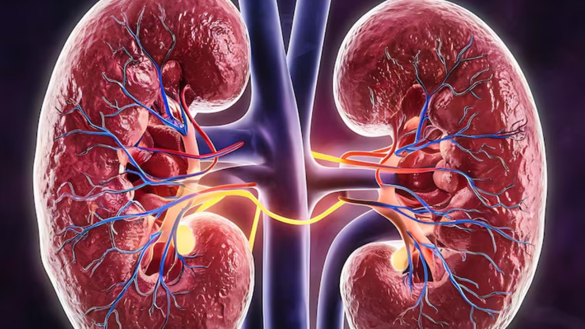 Kidney: Functions, Problems, Symptoms & Treatment Guide