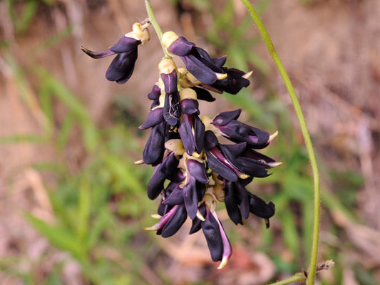  Mucuna Pruriens Image