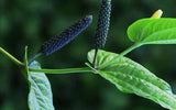 Piper Longum: Benefits, Uses, Safety & Scientific Research