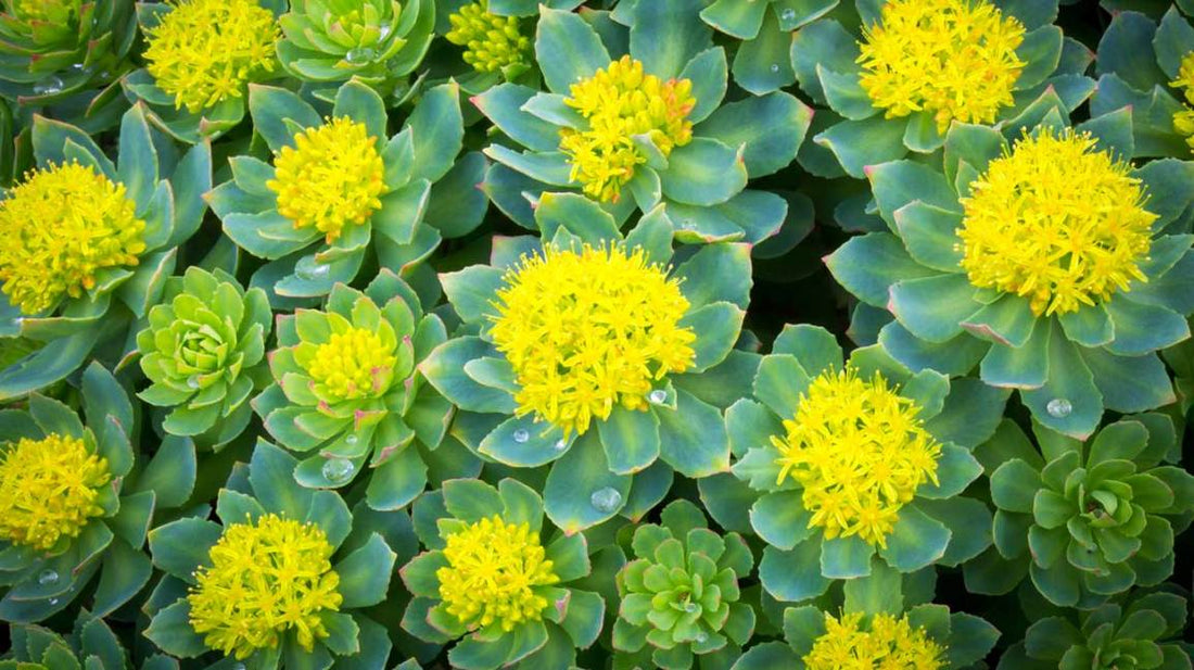 Rhodiola Rosea plant with vibrant yellow flowers and green leaves, natural adaptogen for stress relief and energy
