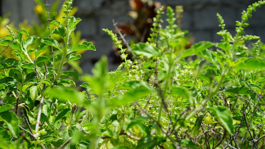 Tulsi (Holy Basil) fresh green leaves in a natural herbal garden