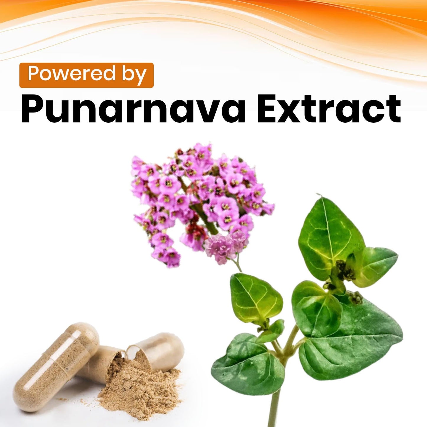 Punarnava (Boerhavia diffusa) Vegan Capsule