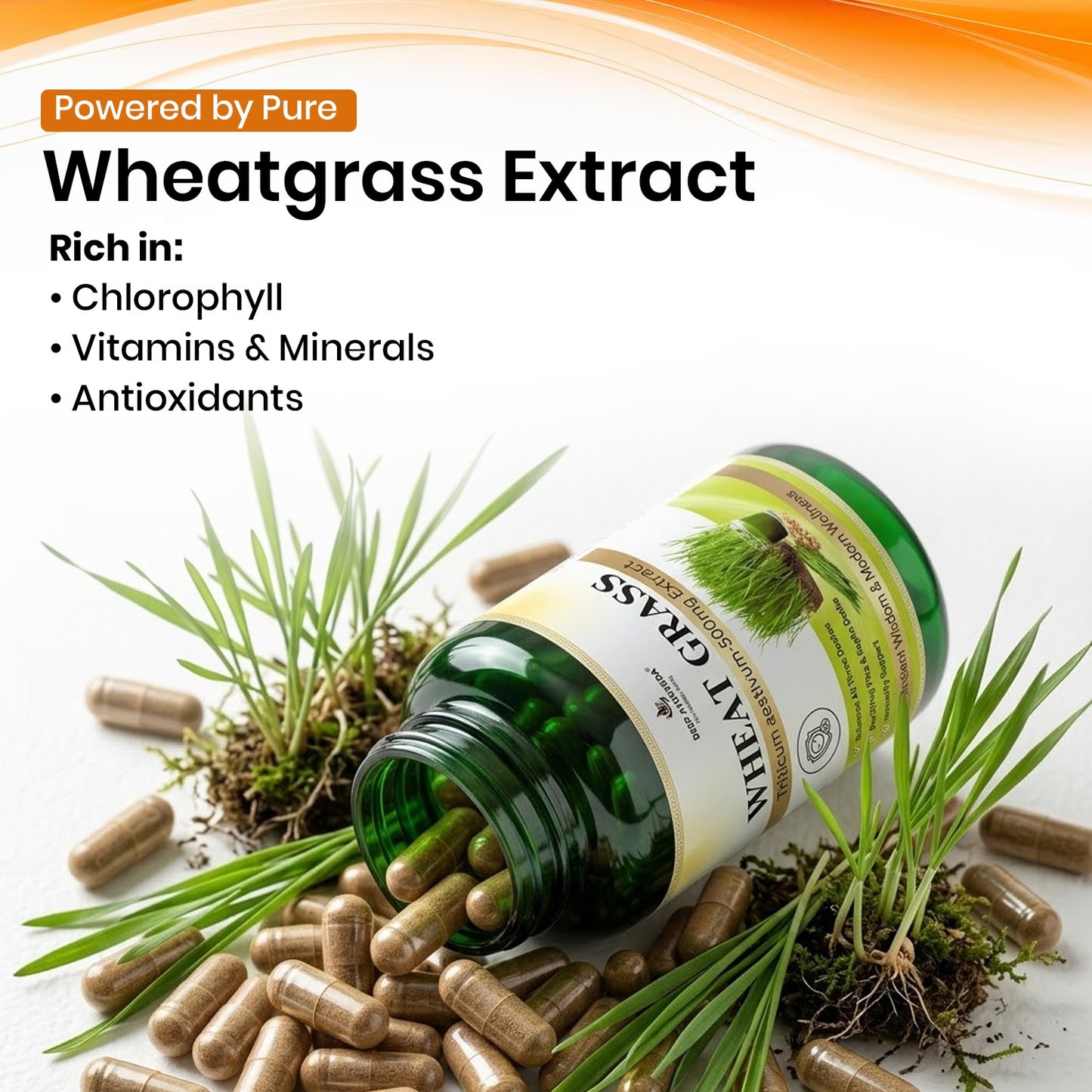 Wheatgrass Vegan Capsule 10:1 extract | Rich in Vitamins, Minerals, and Antioxidants | Immune Function & Enhance Energy Levels